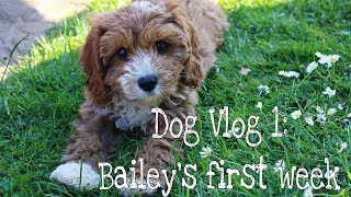 CAVAPOO PUPPY  DOG VLOG 1  BAILEYS FIRST WEEK [upl. by Faruq]