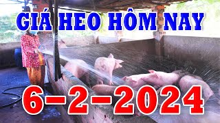 Giá Heo Hơi Hôm Nay Ngày 622024  GIÁ HEO HƠI 3 MIỀN [upl. by Bat313]