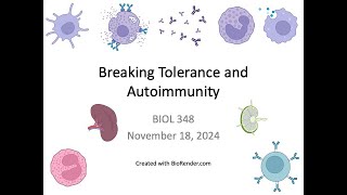 Immunology Fall 2024 Lecture 32 Breaking Tolerance and Autoimmunity [upl. by Burl]