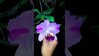 Cattleya Lueddemanniana var Flâmea quotDarkseidquot [upl. by Dowzall402]