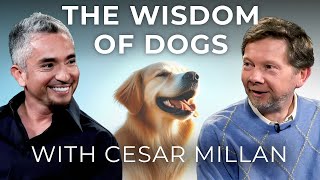 Dog Training and Calm Assertiveness  Eckhart Tolle in Conversation with Dog Whisperer Cesar Millan [upl. by Barrow13]