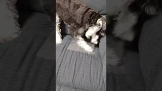 ソファを破壊するミニチュアシュナウザー ミニチュアシュナウザー miniatureschnauzer 犬 子犬 [upl. by Pozzy]