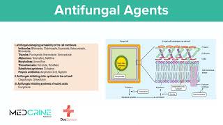 Antifungal Drugs pharmacology simplified [upl. by Ahsilahs]