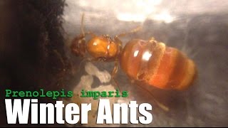 Winter Ants Prenolepis imparis False Honeypot Ants [upl. by Ellenoj]