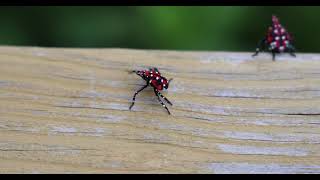 Spotted Lanternfly Nymph [upl. by Malanie]