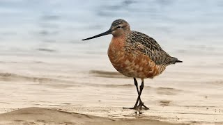 Godwits [upl. by Tehr]