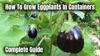 How To Grow Eggplants In Containers  The Complete Guide To Growing Eggplants [upl. by Beghtol]