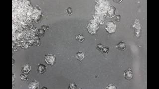 Alum Crystals Time Lapse Photography [upl. by Sullecram]