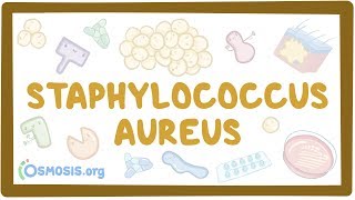 Staphylococcus aureus [upl. by Montgomery815]