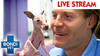 Bondi Vet To The Rescue Watch The Full Season LIVE 🔴 Full Episodes [upl. by Bobbette]