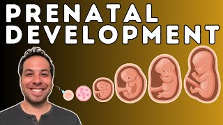 Prenatal Development  From Conception to Birth  Germinal Stage Embryonic Stage Fetal Stage [upl. by Arata366]