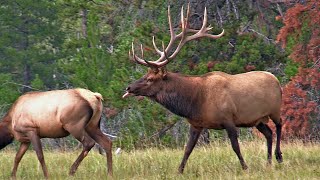 Very Active Elk Bull with His Harem During the Elk Rut [upl. by Dre66]