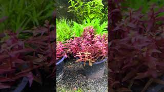 Rotala indica aquascape [upl. by Anayi521]