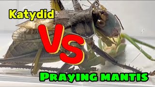 Top predatorsmantis vs katydidwho will win [upl. by Eniledam]