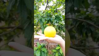 Pouteria Caimito fruit Vú sữ hoàng kim fruit garden farming [upl. by Elma515]