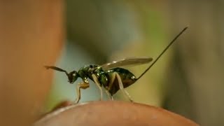 Life of Insects  Attenborough Life in the Undergrowth  BBC Earth [upl. by Barvick]