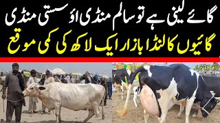 Salam Mandi Bhalwal Rates Update  Cow Latest Rates Update  Cow Mandi 2024 [upl. by Buck256]