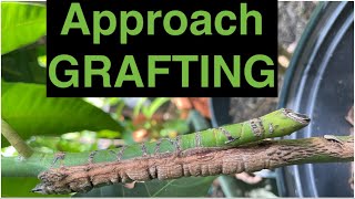 Approach Grafting Method of inarching in Mango Plant Tree [upl. by Thebault986]