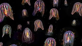 Glowing Neon Jellyfish floating through ocean HD video [upl. by Larena938]