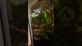 Dwarf Cory cat fishthe best type of Cory music [upl. by Burns]