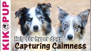 Capturing Calmness how to train calmness in dogs [upl. by Autumn]