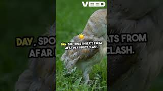 Owl vs Hawk Clash of Titans VEED [upl. by Tchao]