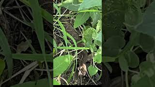 Reptiles escamosos en la reserva costanera sur🦎🐍 [upl. by Lednik]