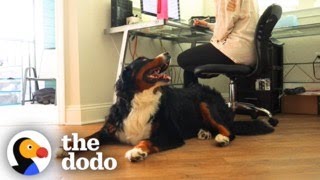 Needy Bernese Mountain Dog Stalks His Mom All Day Long  The Dodo [upl. by Tara33]