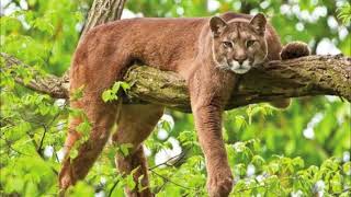 25 ANIMAIS INCRÍVEIS DO CERRADO BRASILEIRO QUE VÃO TE SURPREENDER [upl. by Lawford]