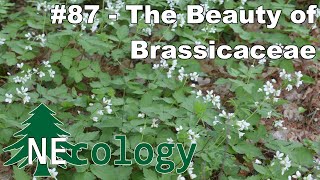 NEcology 87  The Beauty of Brassicaceae [upl. by Reggi]