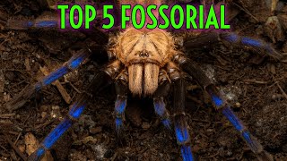 TOP 5 Fossorial Tarantulas  Spiders Underground [upl. by Noira]