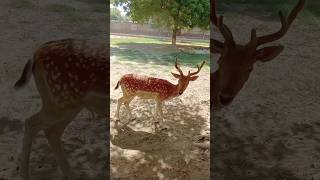 European fallow deer wildlifebiology wildlifephotography nature wildlife deer [upl. by Ruford]