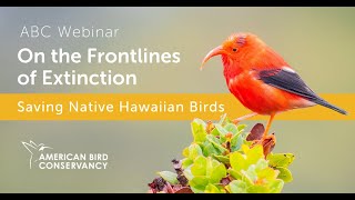 On the Frontlines of Extinction Saving Native Hawaiian Birds  ABC Webinar [upl. by Eddra479]