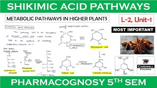 shikimic acid pathway  L2 Unit1  pharmacognosy 5th sem  Carewell Pharma [upl. by Ylrae]