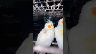 Mini vlogs with birds 🦜 lovebirds pets shortsfeed lovebirds [upl. by Nataline]