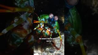 Mantis Shrimp The Ocean’s Secret Powerhouse [upl. by Calvin442]