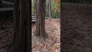 Shorts Combatting Nature Deficit Disorder at The Little Mountain Forest School atop Monte Sano [upl. by Maze553]