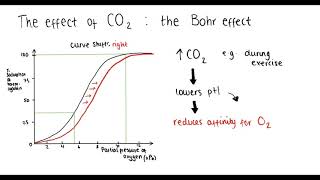 Haemoglobin oxygen dissociation curve Bohr effect adaptations  A Level Biology [upl. by Uhsoj]