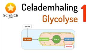 Celademhaling 1 Glycolyse [upl. by Ayetal537]