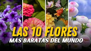 LAS 10 FLORES MAS BARATAS DEL MUNDO [upl. by Aehc]