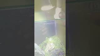 How to grow micranthemum Monte Carlo in an iwagumi aquascape [upl. by Hgielac]