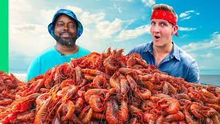 Catching 10000 Shrimp for Shrimp amp Grits [upl. by Ysiad]