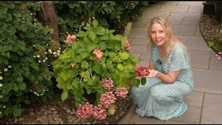 DeadheadingPruning Macrophylla Hydrangea [upl. by Thomajan]