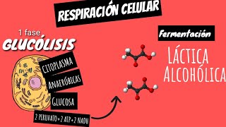 🧪FERMENTACIÓN LÁCTICA Y ALCOHÓLICA en 5 minutos GUIA EXAMEN UNAM BIOLOGIA [upl. by Saunder130]