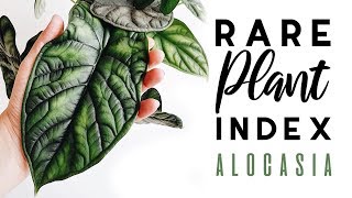 Rare Plant Index 2  Alocasia  Uncommon to Extremely Rare Plants [upl. by Anielram]