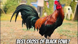 What is the Best Cross of a Black gamefowl [upl. by Debor279]