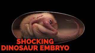 MOST PERFECT FOSSILIZED DINOSAUR EMBRYO EVER FOUND dinosaur paranormal weirdfacts ufoキャッチャー [upl. by Ohs]