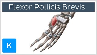 Flexor Pollicis Brevis Muscle  Origins amp Function  Human Anatomy  Kenhub [upl. by Rialcnis]