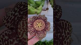 😍Orbea Variegata continua florindo orbea variegata suculentaspendentes stapelia meujardim [upl. by Elamef]