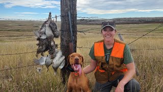 Sharptail Hunt with Vizsla Puppy Limits [upl. by Melbourne]